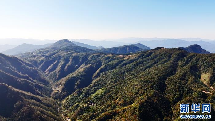   航拍金寨县关庙乡山核桃种植基地。新华网发（夏园园 摄）