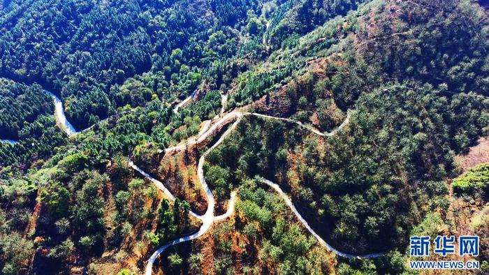   航拍金寨县关庙乡山核桃种植基地。新华网发（夏园园 摄）