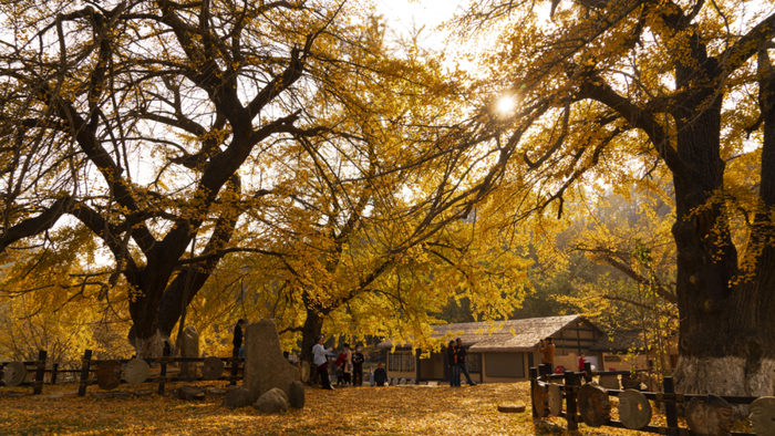 随州千年银杏谷 图/韩起璞 摄影