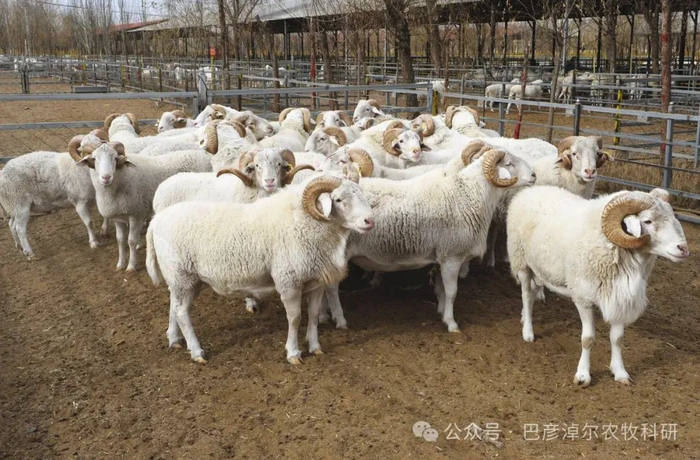 华蒙肉羊 图片来源于巴彦淖尔农牧科研