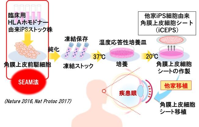 ▲ SEAM 是自形成外胚层自主多区的缩写，是由源自人类 iPS 细胞的四个同心带状结构组成的二维组织。