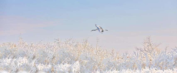 冬季的齐齐哈尔扎龙自然保护区（央广网发  宋燕军  摄）