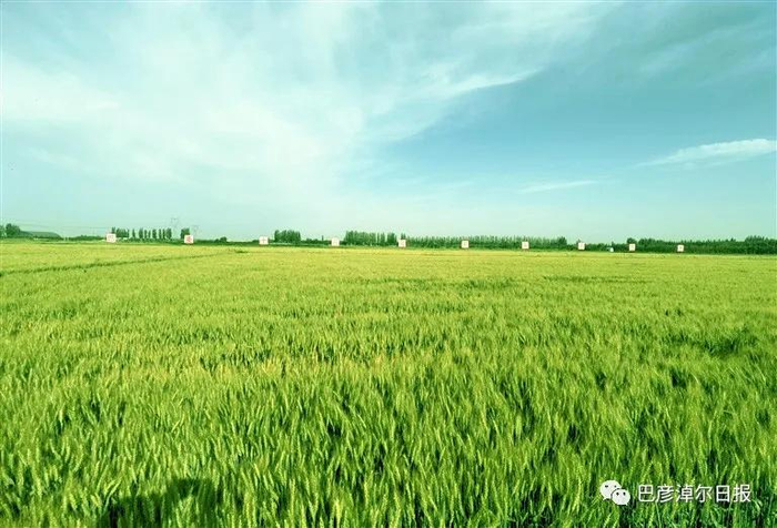 “巴麦13号”麦田 记者 胡东育/摄