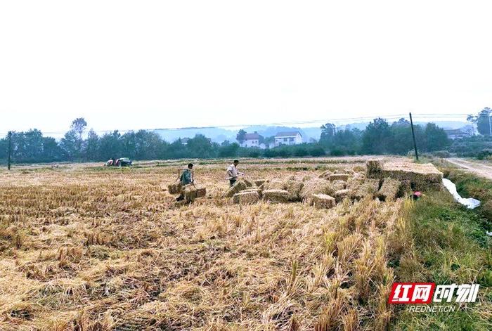 合作社村民打包稻草，等待装车。