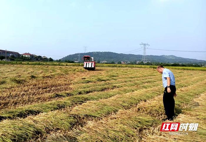 现场查看稻草收割情况。