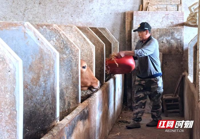 养殖户李灰银正在用秸秆饲料喂养黄牛。