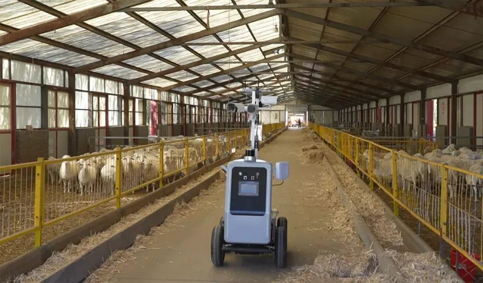 内蒙古富川现代肉羊产业化循环经济科技示范园区肉羊养殖巡检机器人   图片来源于创新内蒙古