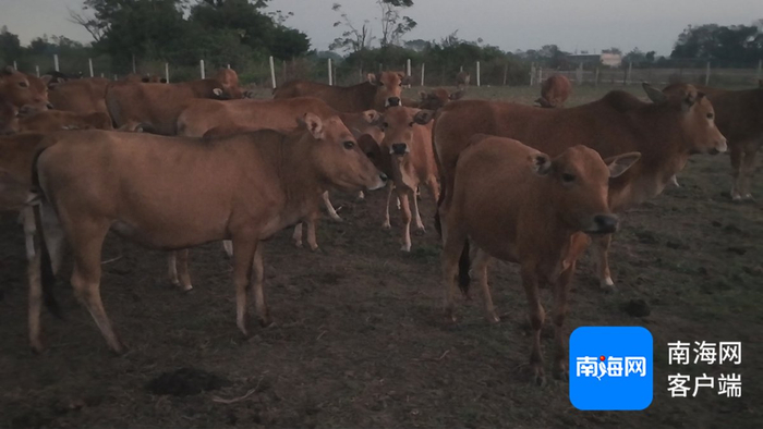 　　咸田村养牛合作社目前小黄牛存栏已达180余头，到2025年力争达到250头。记者 郑光平 摄