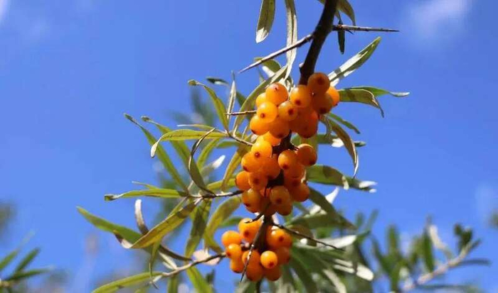 图源：微信公众号“哈巴河旅游”