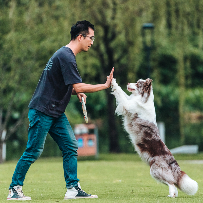 图源：吴起宠物工作室