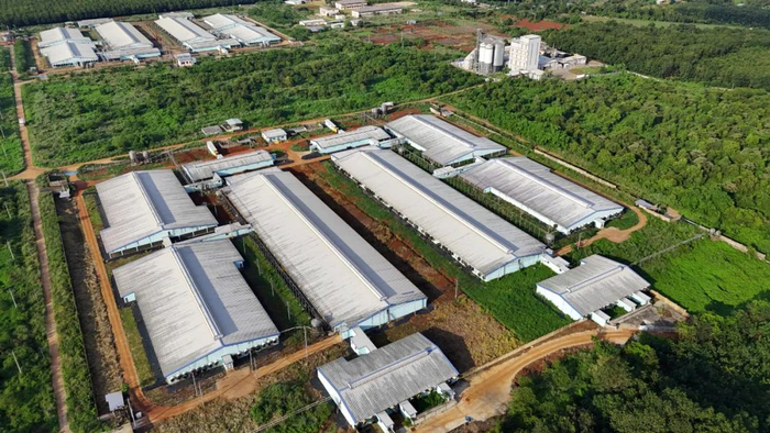 新希望平福猪场被橡胶林围绕