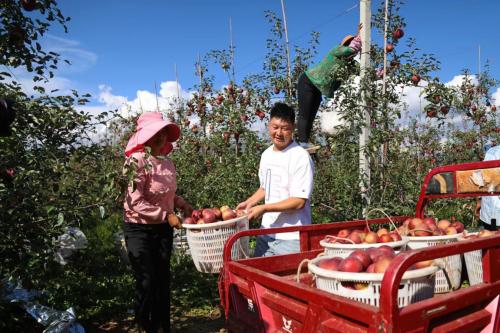 （正在收获苹果的盐源果农。 曹正林 摄）