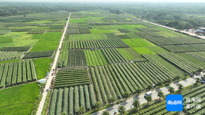 屯昌县枫木镇苦瓜种植基地。通讯员 林小丹 摄