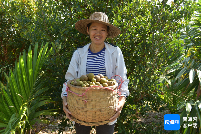 屯昌县南坤镇油茶丰收。通讯员 林小丹 摄