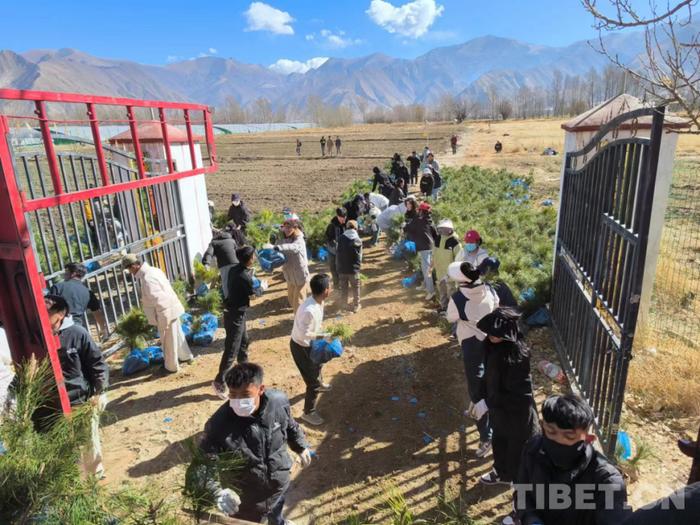 图为张艾平带领学生一起参与拉萨南北山绿化