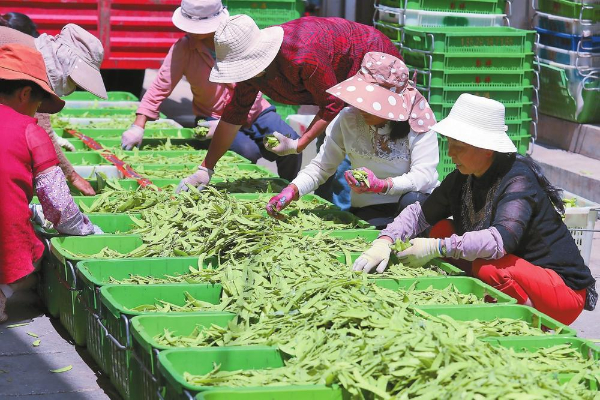 晋宁区柴河水库安置区龙王塘村蔬菜交易市场内，移民群众忙着分拣蔬菜。