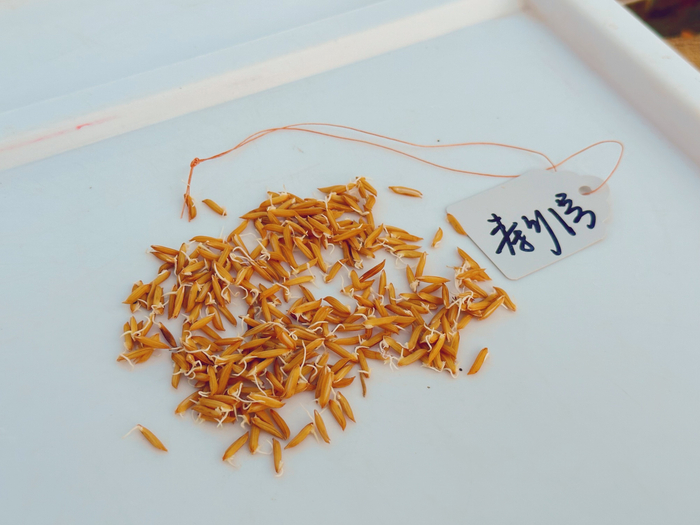 寿乡1号水稻种子（央广网记者  索迪  摄）