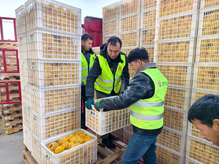 工作人员正在车间内搬运刚收购的苹果  （严泽玮  摄）