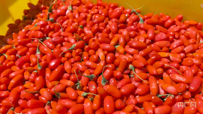 枸杞鲜果（央广网记者  邸文炯  摄）