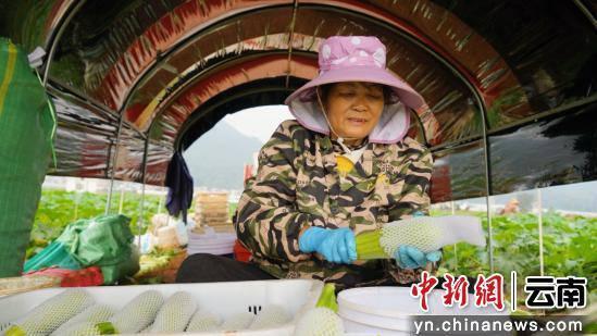 图为种植户在包装西葫芦瓜。马丽菊 摄