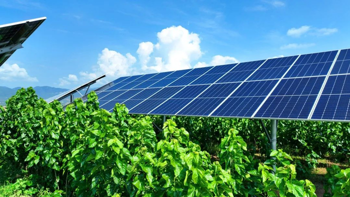 光伏板下的桑树绿意盎然 永仁县融媒体中心 供图