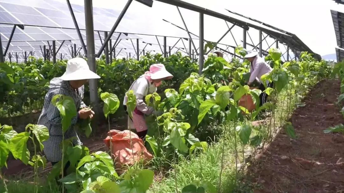 群众采摘桑叶 永仁县融媒体中心 供图