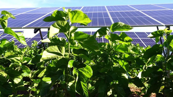 长势喜人的桑叶 永仁县融媒体中心 供图