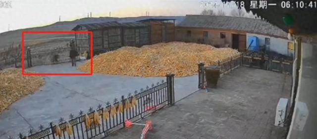 老虎出现在院门外 （视频截图）