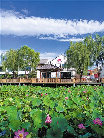 今年夏天，火烧营村的荷花池开满荷花。受访者供图