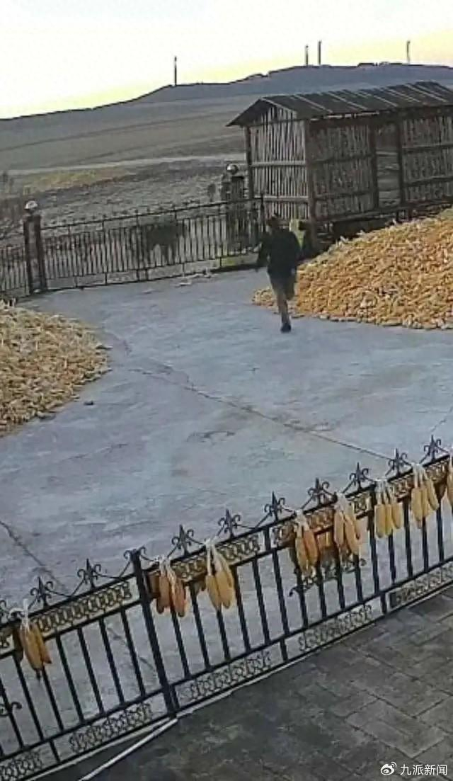 老虎撞开院门。图/社交平台