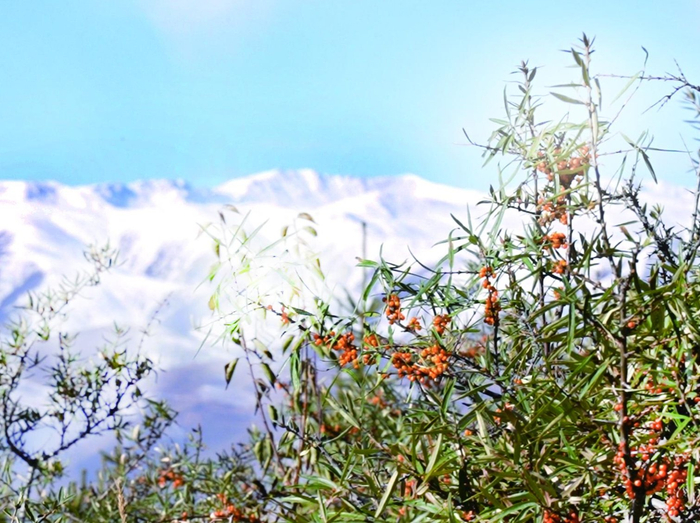 生态林向生态经济林转变