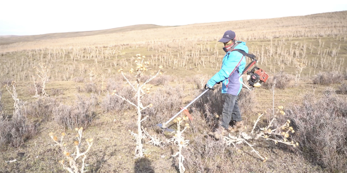 清除杂草备战滑雪季  （塔城地区融媒体中心供图）