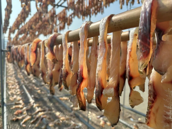 △ 文㞧鲩鱼干。鼎湖区融媒体中心记者 罗惠妍 摄