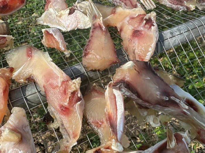 △ 晶莹剔透的文㞧鲩鱼干。鼎湖区融媒体中心记者 罗惠妍 摄