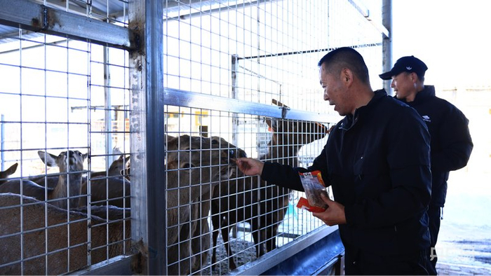梅花鹿养殖户和畜牧工作人员正在喂梅花鹿吃山楂片  （央广网发  任东升  摄）