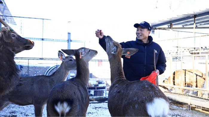 村民何斌正在和梅花鹿互动  （央广网发  任东升  摄）