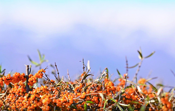 橙黄油亮的沙棘果