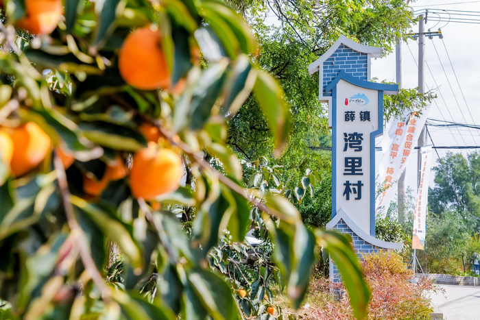 （善品公社产业助农项目所在地：富平县湾里村）