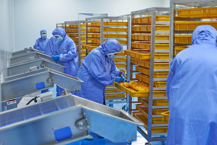 （作社社员在柿子未来工厂进行冰柿工作）