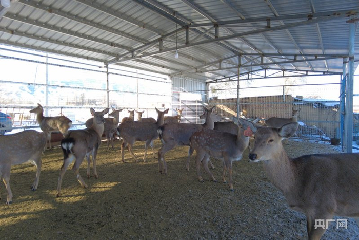 梅花鹿在鹿舍内悠闲地散步觅食  （央广网发  周静静  摄）