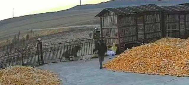 11月18日，黑龙江勃利县吉兴乡，一只老虎正在撞击一座院落大门。视频截图