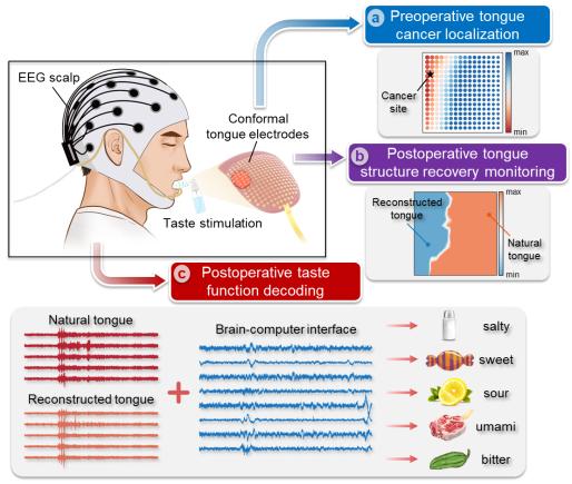 ▲多功能的味觉神经界面