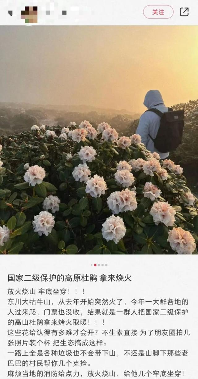 网友称被烧的是国家二级保护植物。/网络图