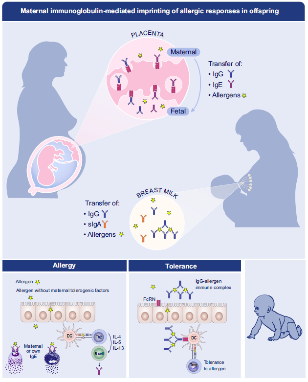 图5 母体免疫球蛋白介导的后代过敏反应印记