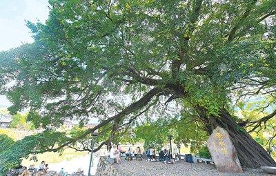 　　在福建官洋村云水谣景区，学生和游客在榕树下写生。新华社记者 宋为伟摄