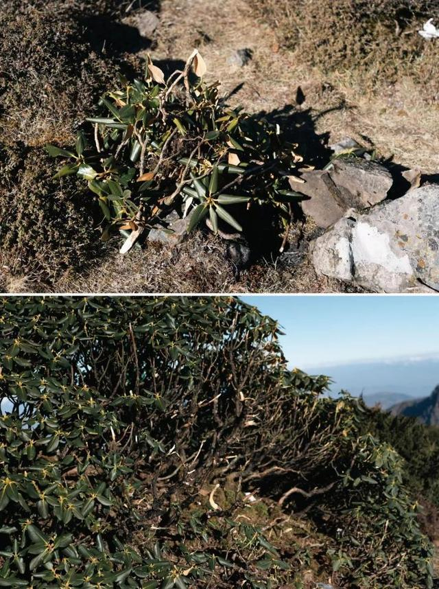 植物专家辨认出的被烧杜鹃类植物。/受访者供图