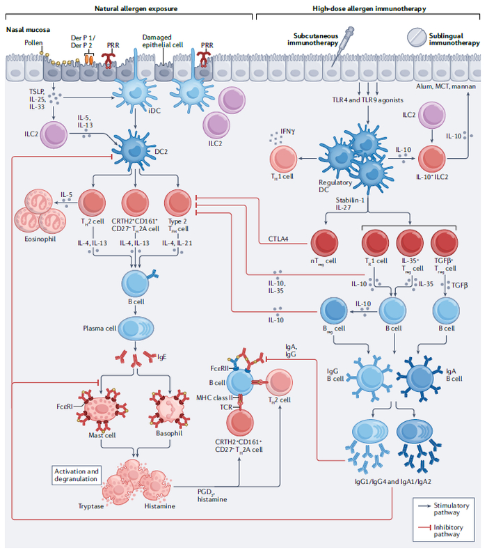 图4 特异性免疫治疗与自然暴露于过敏原下触发的不同免疫机制及抗体变化