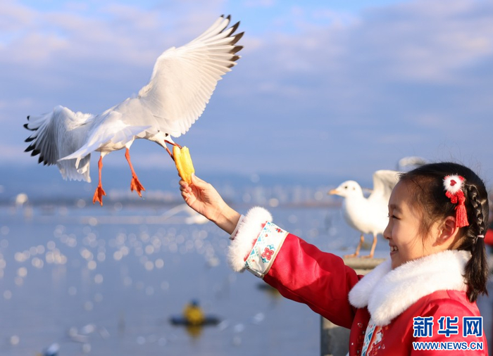 游客在滇池边喂红嘴鸥。新华社发（刘元嵩 摄）