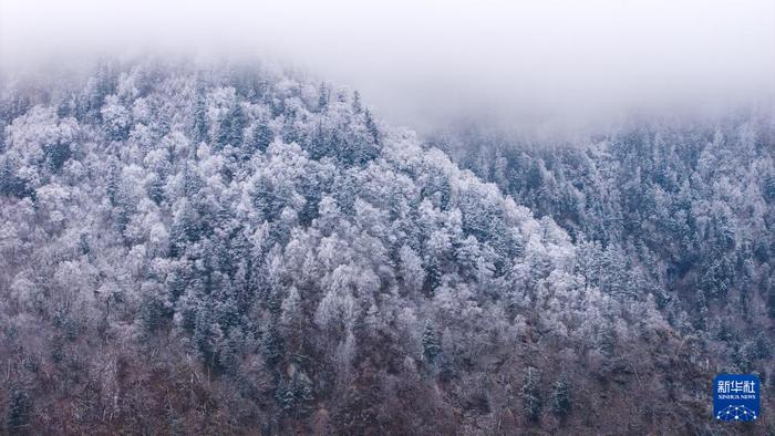 这是11月18日拍摄的官鹅沟国家森林公园雪景（无人机照片）。新华社记者 郎兵兵 摄