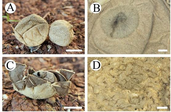 云南地星 Geastrum yunnanense X.Yang & C.L.Zhao